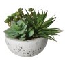 Assorted Green Succulents Arranged in a Cement Bowl