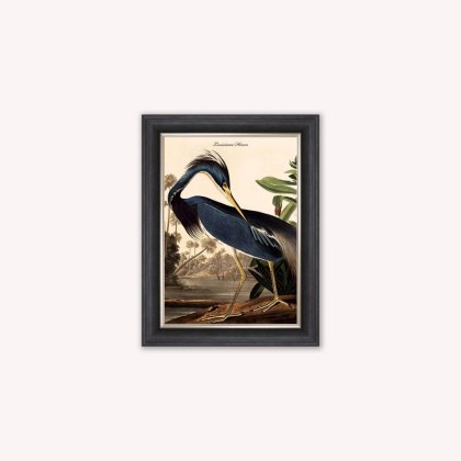 Louisiana Heron Luxury Velvet Framed Wall Art Louisiana Heron Luxury Velvet Framed Wall Art