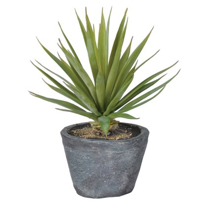 Green Air Plant in a Grey Cement Pot Green Air Plant in a Grey Cement Pot