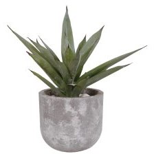 Aloe Vera Plant in a Grey Cement Pot