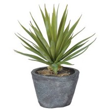 Green Air Plant in a Grey Cement Pot