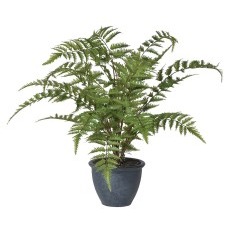 Green Bracken Fern Bush in a Dark Grey Pot