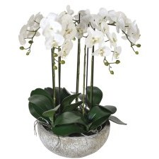 Large White Orchid Phalaenopsis in a Stone-look Bowl