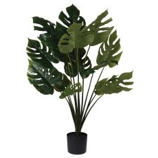 Green Monstera Plant in a Black Pot Green Monstera Plant in a Black Pot