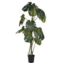Green Monstera Tree in Black Pot