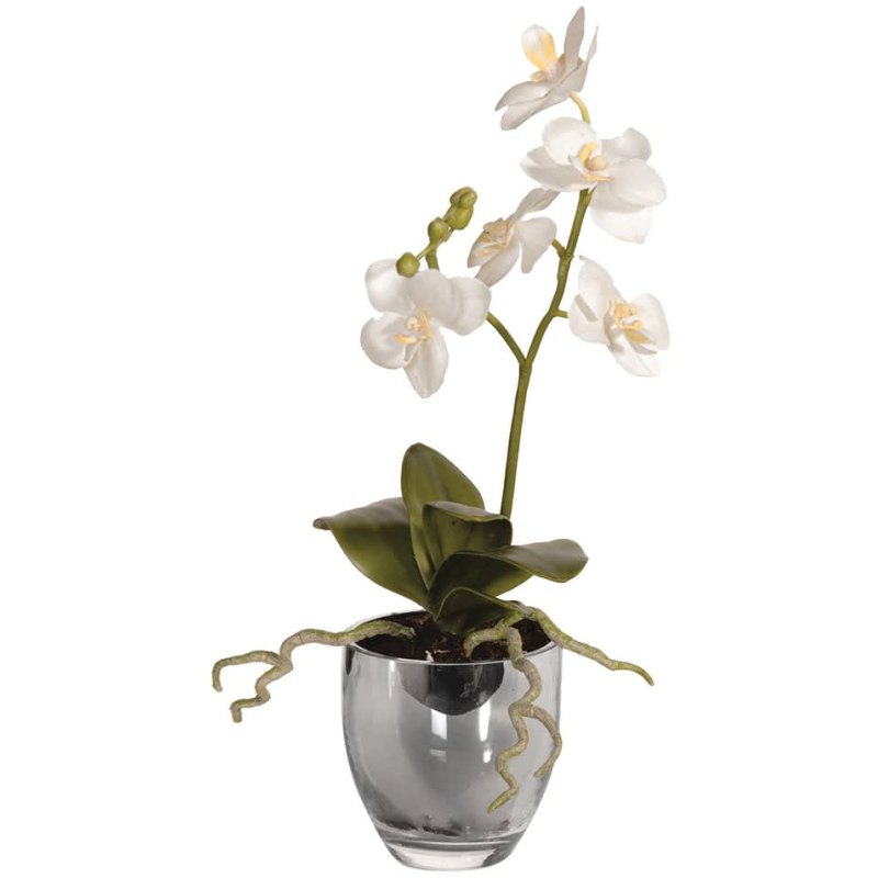 White Baby Orchid Phalaenopsis Plant in a Metallic Glass Pot White Baby Orchid Phalaenopsis Plant in a Metallic Glass Pot