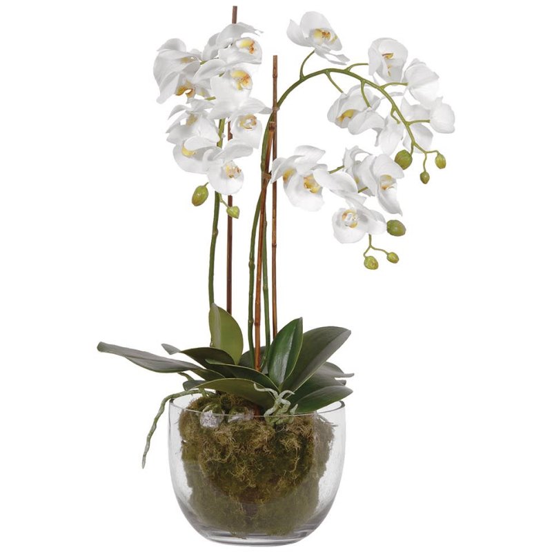 White Orchid Plant with Moss in a Glass Bowl White Orchid Plant with Moss in a Glass Bowl