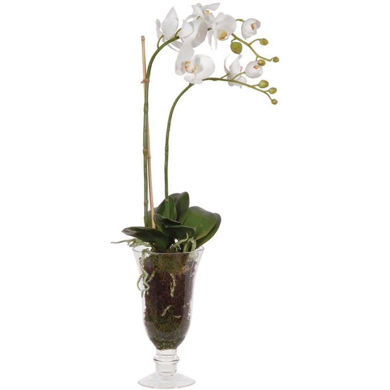 White Orchid Plant in a Glass Goblet Vase White Orchid Plant in a Glass Goblet Vase
