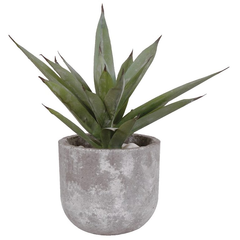 Aloe Vera Plant in a Grey Cement Pot Aloe Vera Plant in a Grey Cement Pot