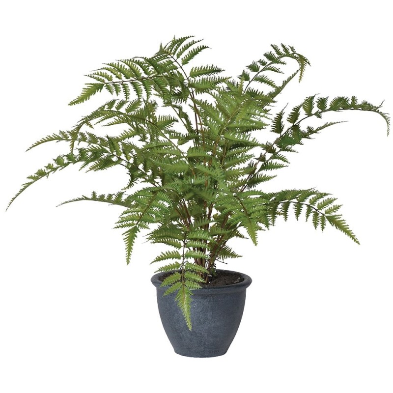 Green Bracken Fern Bush in a Dark Grey Pot Green Bracken Fern Bush in a Dark Grey Pot