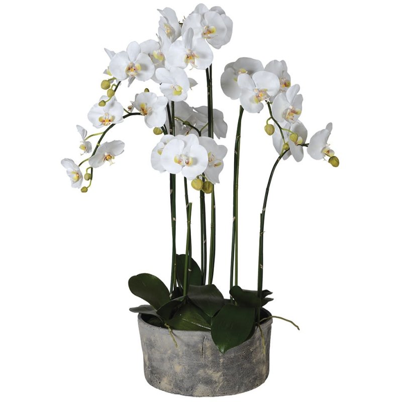 Orchid Phal. In Ceramic Pot Orchid Phal. In Ceramic Pot