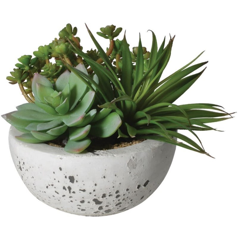 Assorted Green Succulents Arranged in a Cement Bowl Assorted Green Succulents Arranged in a Cement Bowl