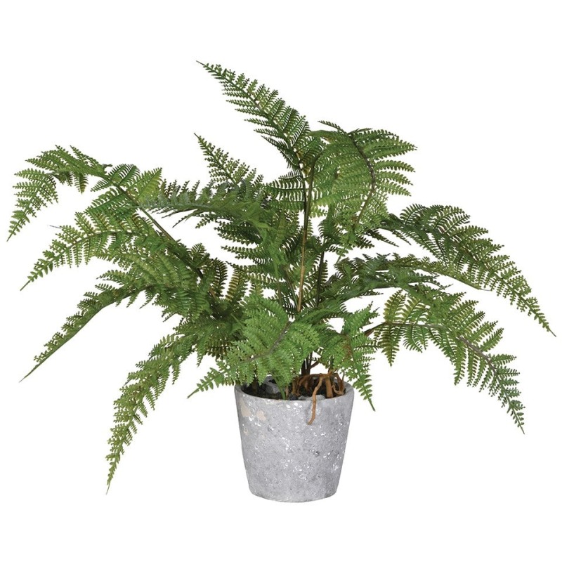 Green Bracken Fern Plant in a Grey Cement Pot Green Bracken Fern Plant in a Grey Cement Pot