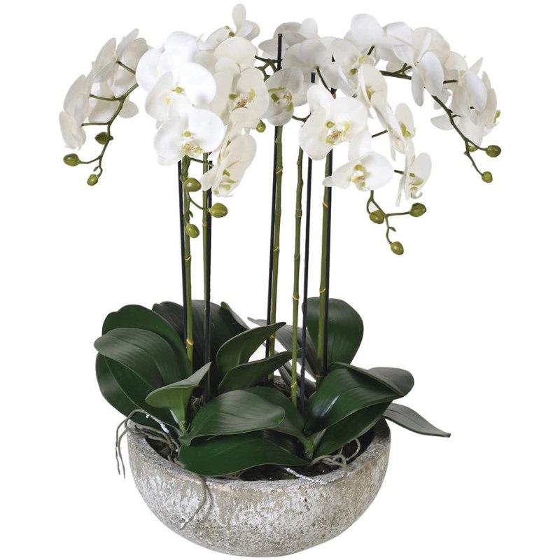Large White Orchid Phalaenopsis in a Stone-look Bowl Large White Orchid Phalaenopsis in a Stone-look Bowl