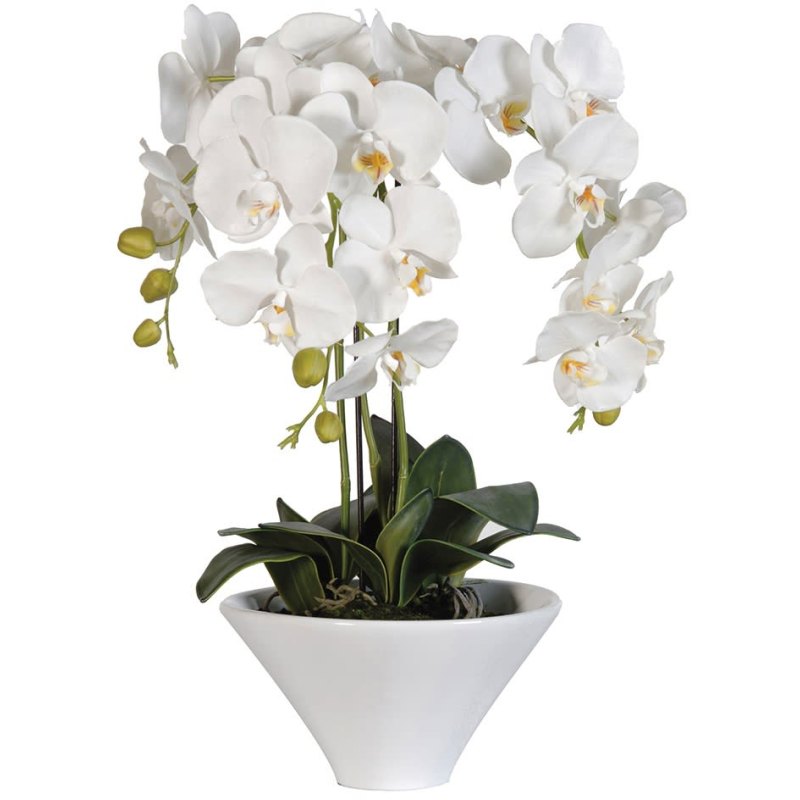 White Orchid Phal Plants in Pot White Orchid Phal Plants in Pot
