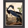 Louisiana Heron Luxury Velvet Framed Wall Art Louisiana Heron Luxury Velvet Framed Wall Art