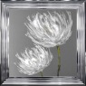 Tulip 2 - Chrome Frame - 75x75cm