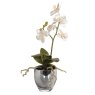 White Baby Orchid Phalaenopsis Plant in a Metallic Glass Pot