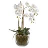 White Orchid Plant with Moss in a Glass Bowl