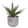 Aloe Vera Plant in a Grey Cement Pot