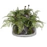 Fern Plant with Bark in Glass