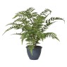 Green Bracken Fern Bush in a Dark Grey Pot