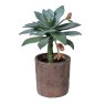 Soft Green Succulent Plant in a Terracotta Pot