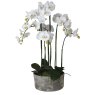 Orchid Phal. In Ceramic Pot