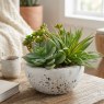 Assorted Green Succulents Arranged in a Cement Bowl