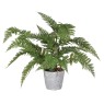 Green Bracken Fern Plant in a Grey Cement Pot