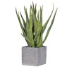 Aloe Vera Plant in Textured Square Cement Pot