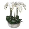 Large White Orchid Phalaenopsis in a Stone-look Bowl