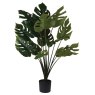 Green Monstera Plant in a Black Pot