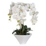 White Orchid Phal Plants in Pot