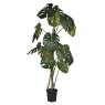 Green Monstera Tree in Black Pot