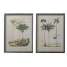 Palm Tree Pictures - Set of 2
