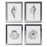 Shell Prints - Set of 4 Shell Prints - Set of 4