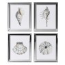 Shell Prints - Set of 4